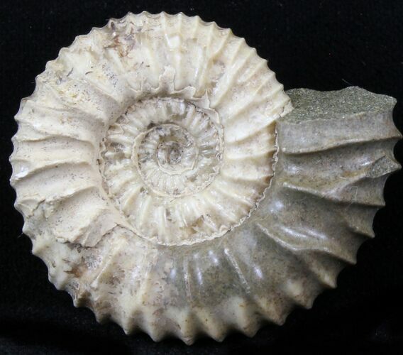 Pavlovia Ammonite Fossil - Siberia #29715